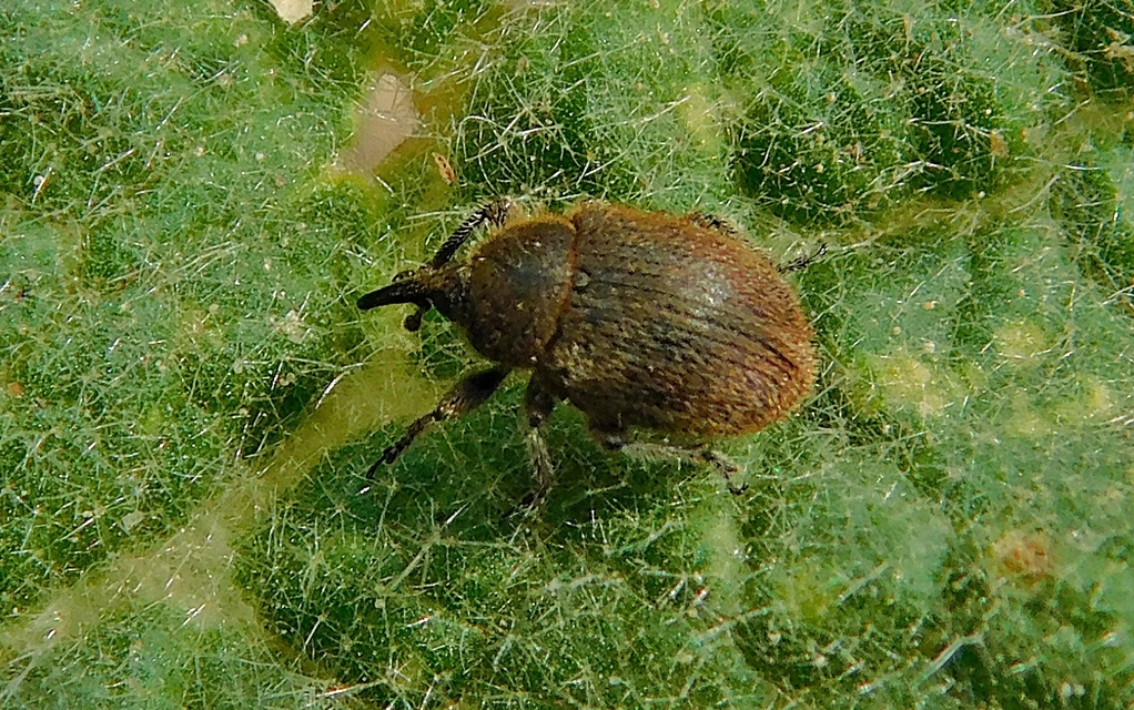 Rhinusa tetra - magtoklakó ökörfarkkóró-ormányos