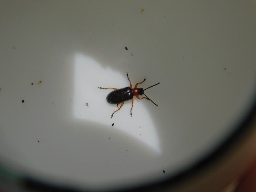 Oulema melanopus/duftschmidi