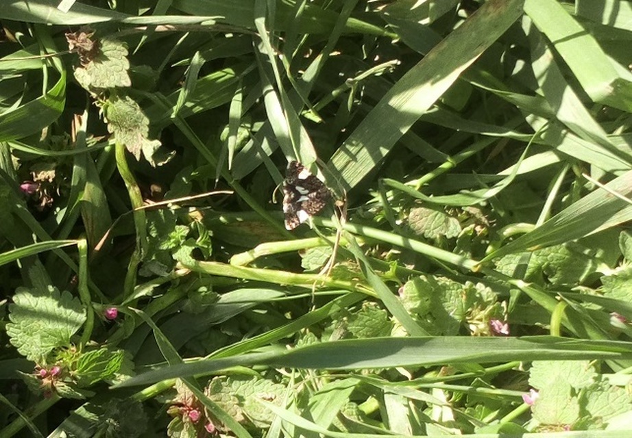 Tyta luctuosa - fekete nappalibagoly