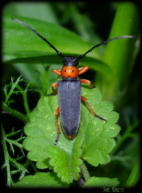 Phytoecia affinis - feketefejű cincér