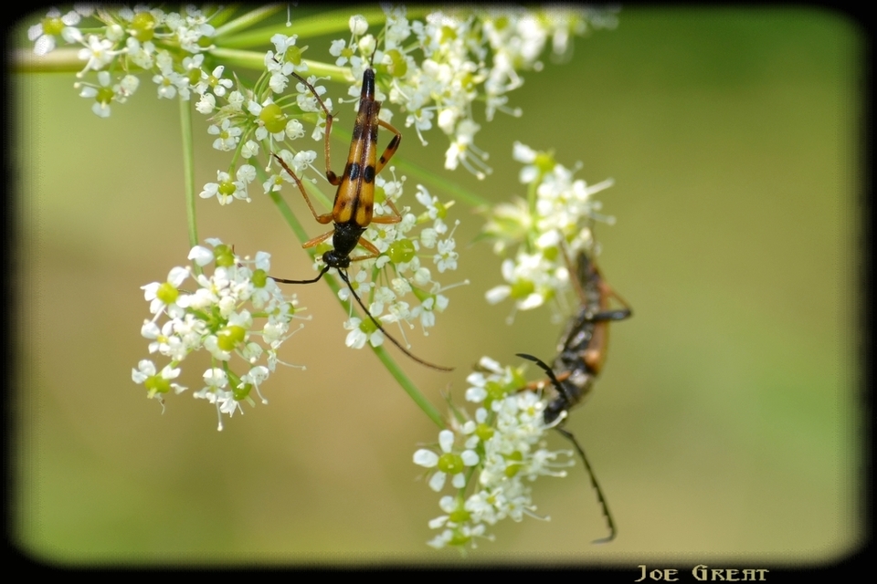 Strangalia attenuata - nyurgacincér