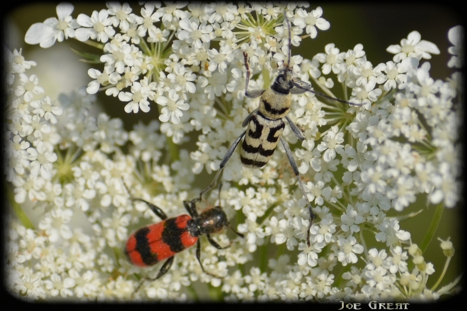 Chlorophorus varius - díszes darázscincér