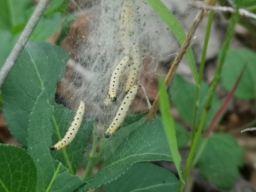 Yponomeutidae - pókhálós-molyfélék