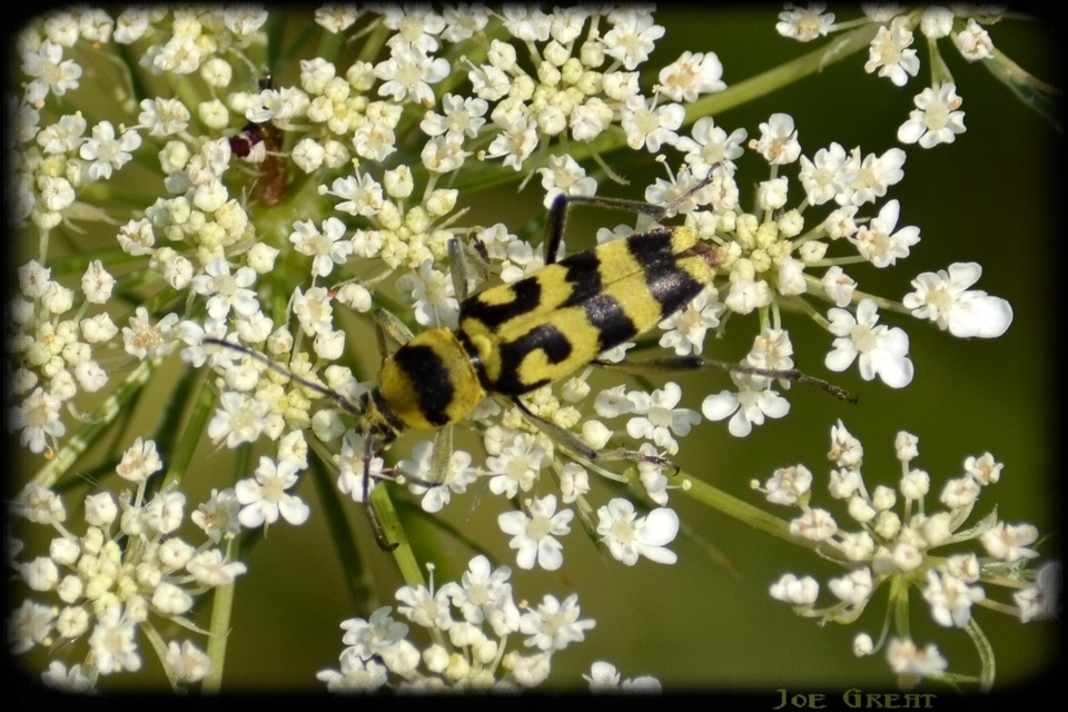 Chlorophorus varius - díszes darázscincér