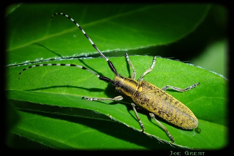 Agapanthia villosoviridescens - fehérgyűrűs bogáncscincér