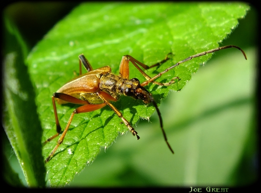 Stenocorus meridianus - fűz-gyökércincér