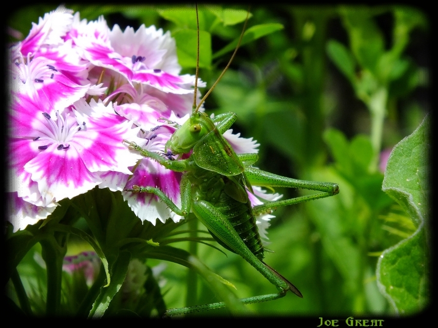 Tettigonia