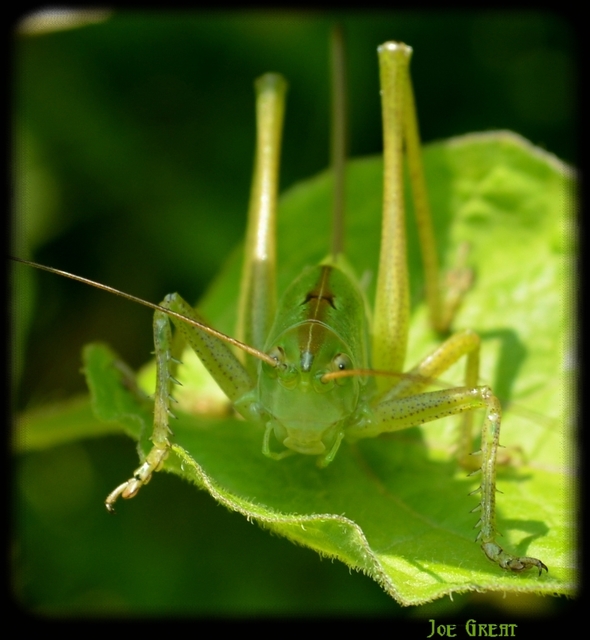 Tettigonia viridissima - zöld lombszöcske