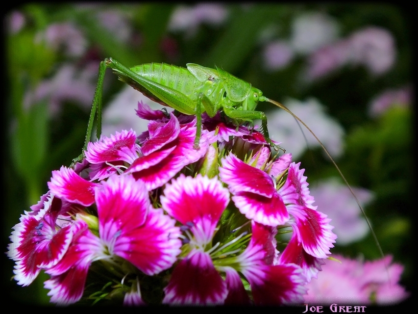 Tettigonia