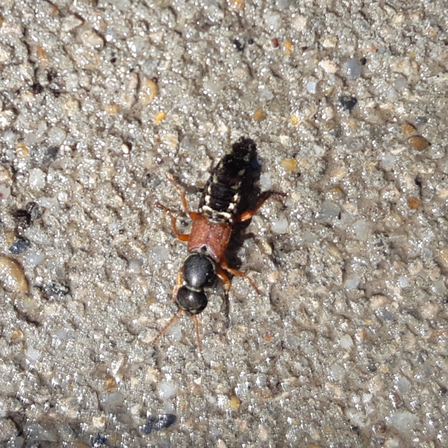 Staphylinus caesareus - aranysujtásos holyva