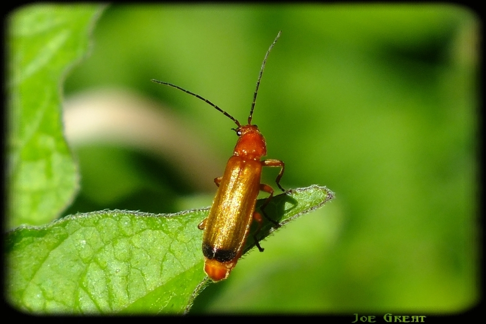Rhagonycha fulva - feketevégű lágybogár