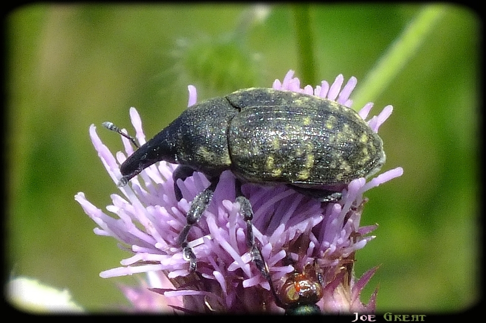 Larinus turbinatus - kúposorrú púderbarkó