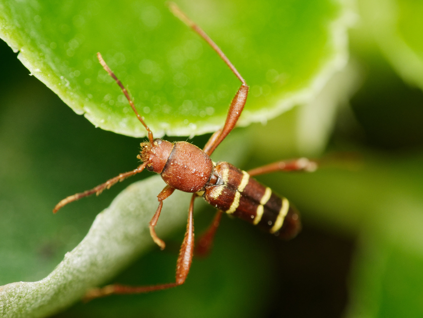 Neoclytus acuminatus - amerikai darázscincér
