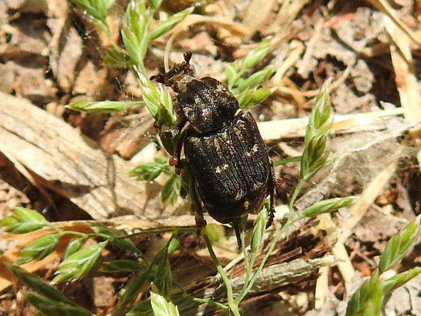 Valgus hemipterus - suta virágbogár