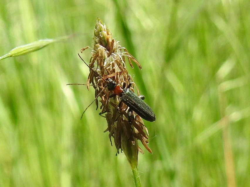Oedemera croceicollis - pirostorú álcincér