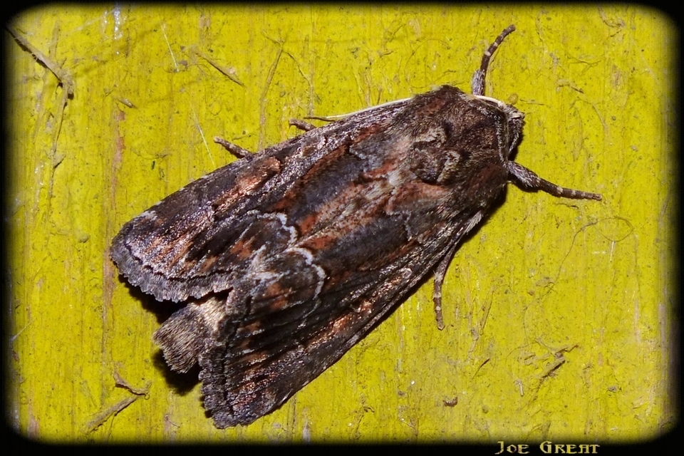 Thalpophila matura - fakó erdeibagoly
