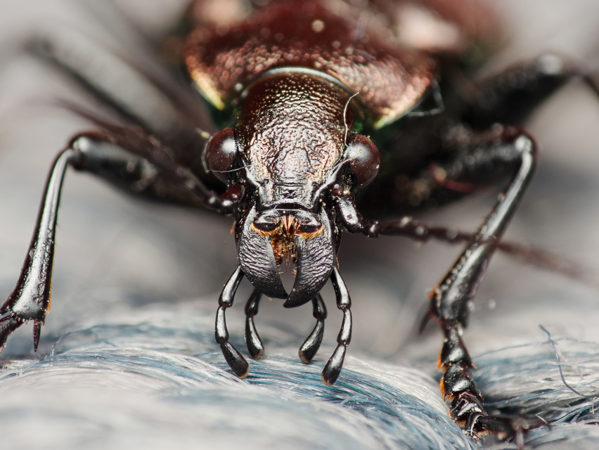 Calosoma inquisitor - kis bábrabló