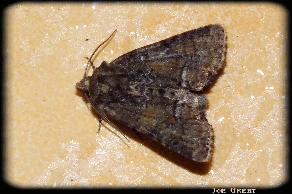 Oligia strigilis/latruncula/versicolor