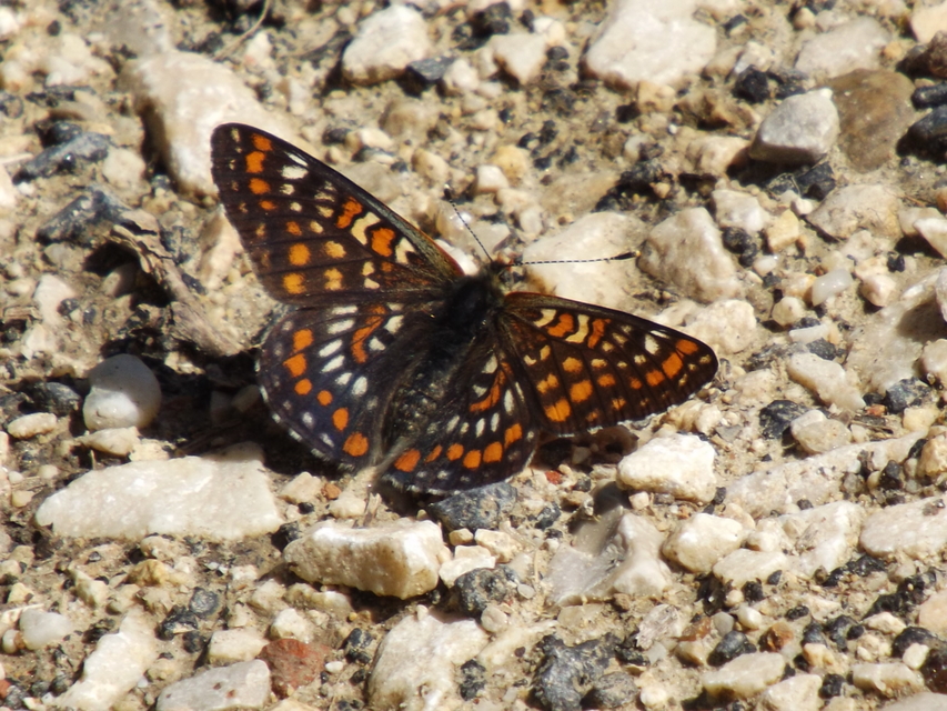 Euphydryas maturna - díszes tarkalepke
