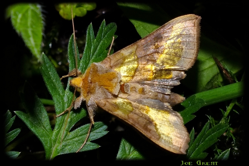 Diachrysia chrysitis/stenochrysis