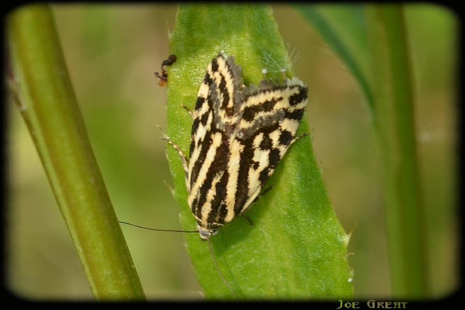 Emmelia trabealis - zebrabagoly