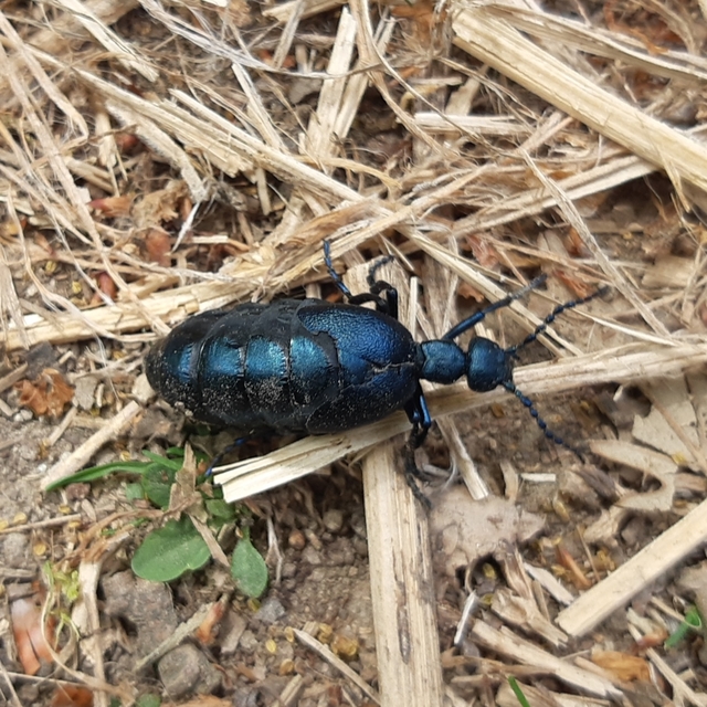 Meloe violaceus - kék nünüke
