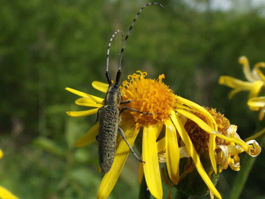 Agapanthia villosoviridescens - fehérgyűrűs bogáncscincér