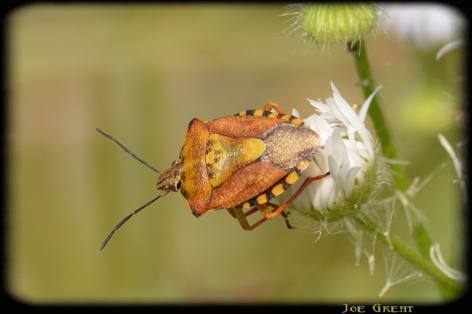 Carpocoris