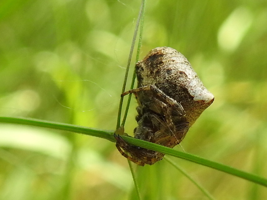 Gibbaranea bituberculata - kétcsúcsú keresztespók