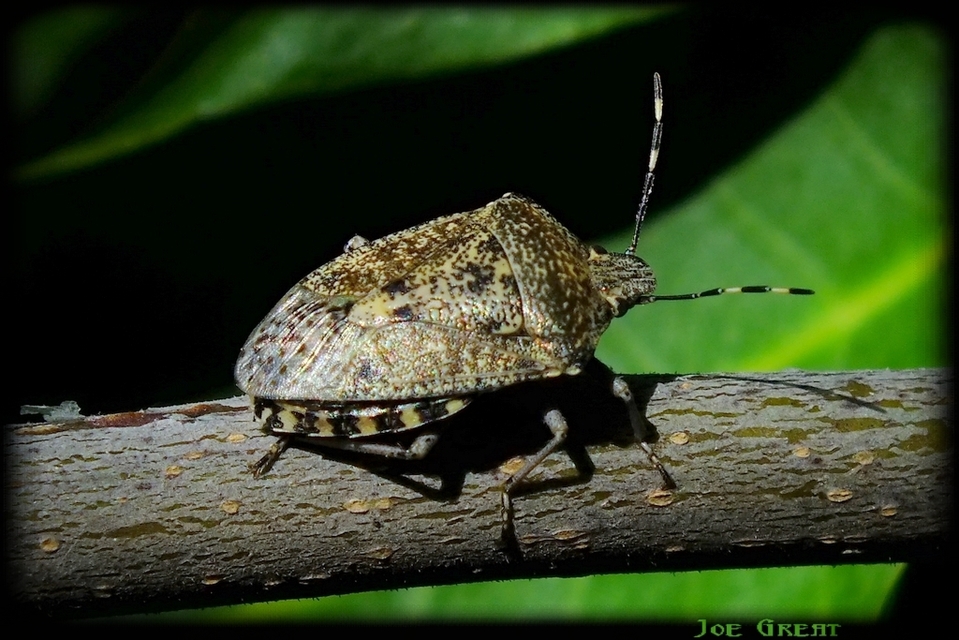 Rhaphigaster nebulosa - bencepoloska
