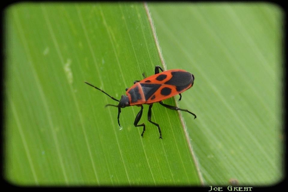 Pyrrhocoris apterus - verőköltő poloska
