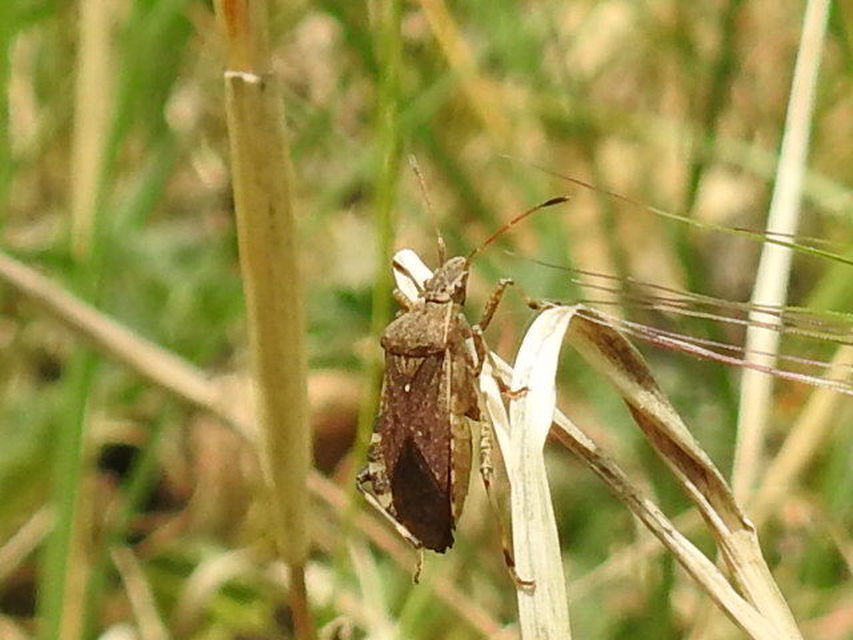 Ceraleptus gracilicornis - tüskéslábú karimáspoloska
