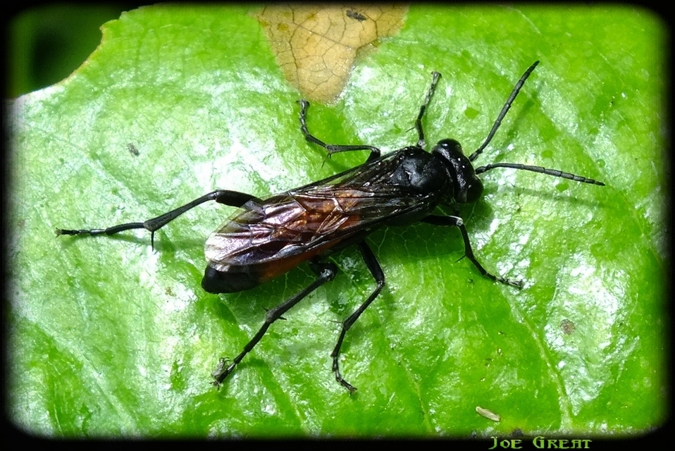 Tenthredinidae - valódi levéldarazsak
