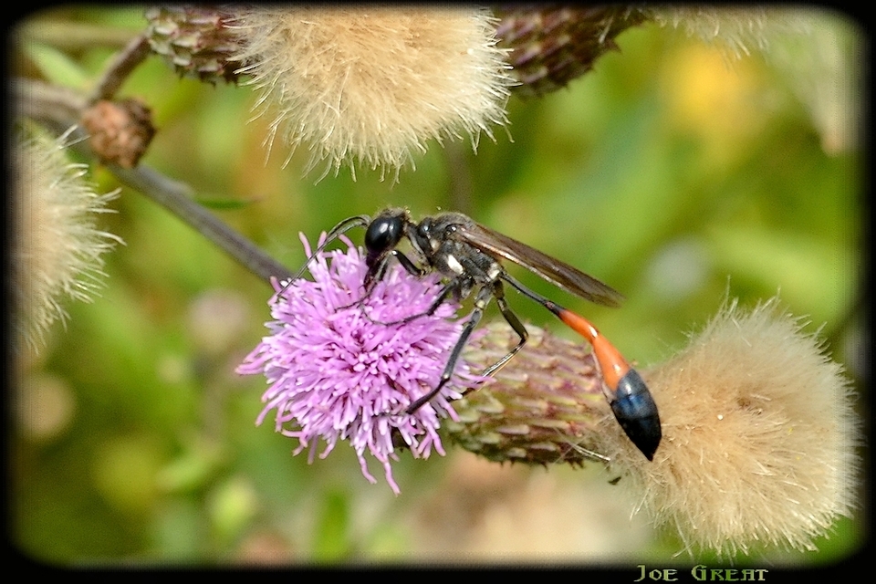 Ammophila