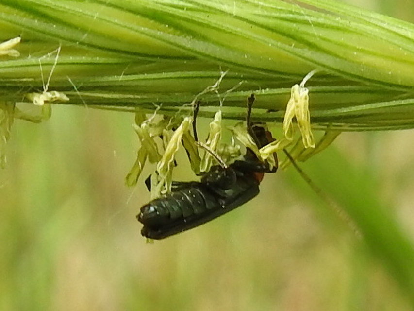 Oedemera croceicollis - pirostorú álcincér