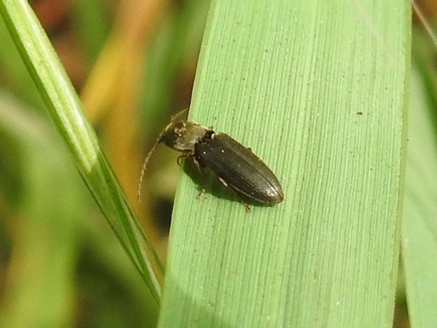 Dicronychus rubripes - kis szívespattanó