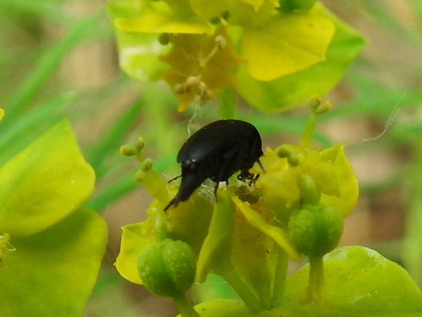 Mordellidae - marókafélék