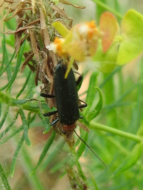 Oedemera croceicollis - pirostorú álcincér