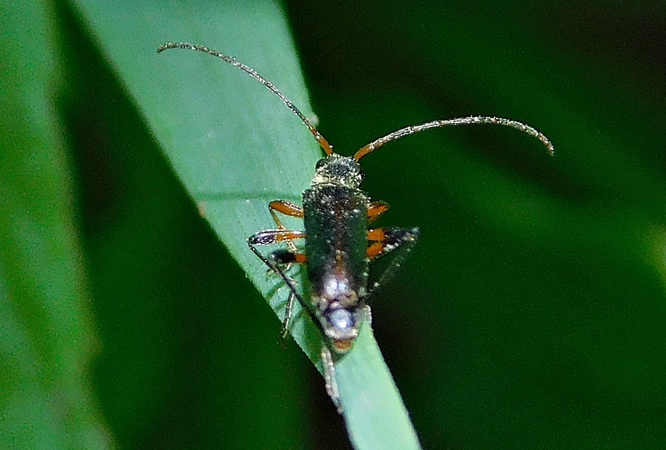 Grammoptera ruficornis - gyűrűscsápú galagonyacincér Grammoptera ruficornis - gyűrűscsápú galagonyacincér