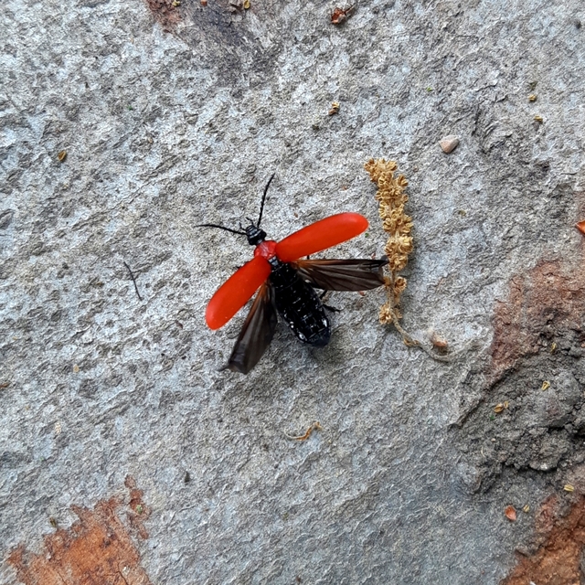 Pyrochroa coccinea - nagy bíborbogár