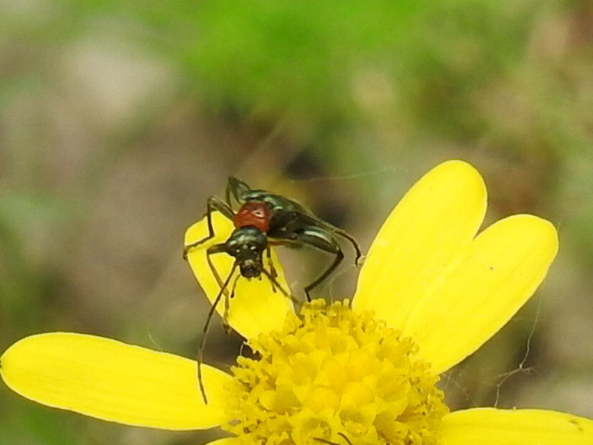 Oedemera croceicollis - pirostorú álcincér