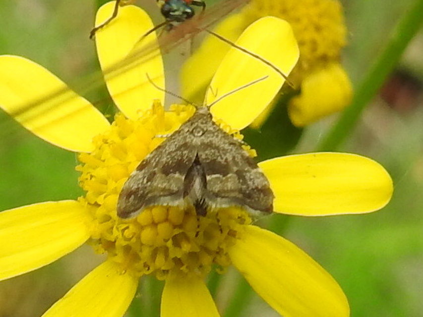 Anthophila fabriciana - lápréti levélmoly