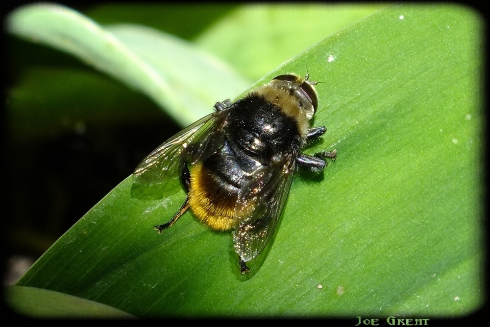 Syrphidae - zengőlegyek