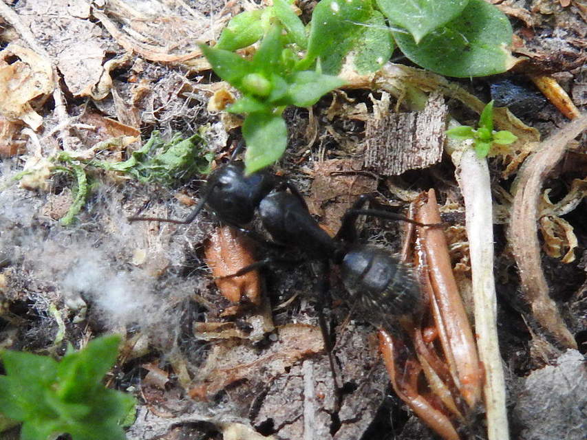 Camponotus vagus - fekete lóhangya