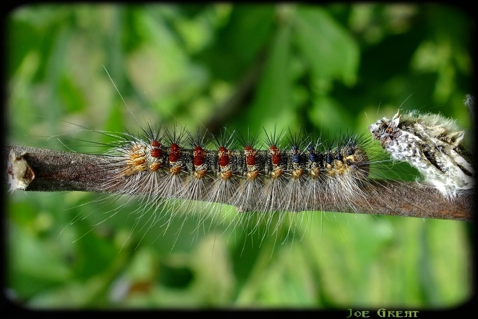 Lymantria dispar - gyapjaslepke