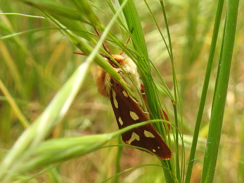 Hyphoraia aulica - barna medvelepke