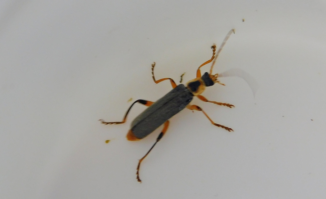 Cantharis nigricans - feketéllő lágybogár