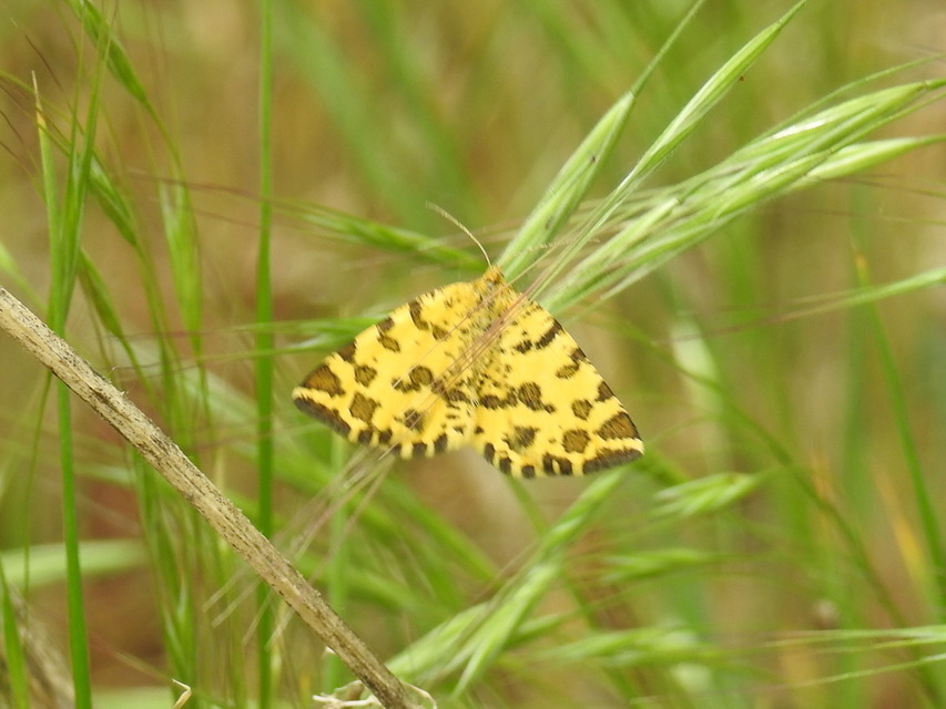 Pseudopanthera macularia - párducfoltos araszoló
