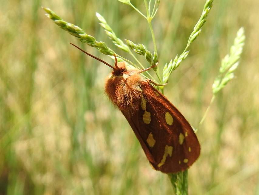 Hyphoraia aulica - barna medvelepke