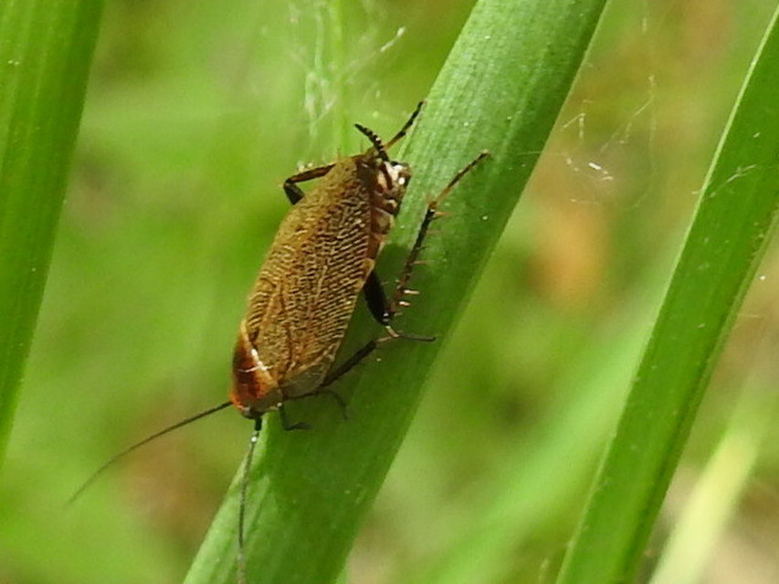 Ectobius erythronotus - sárgatorú erdeicsótány